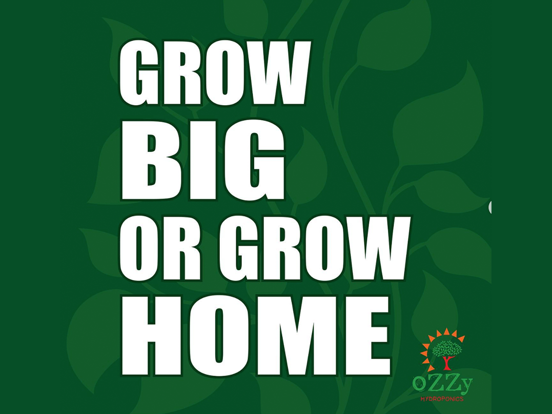 Grow Big or Grow Home Ozzy Hydroponics graphic design